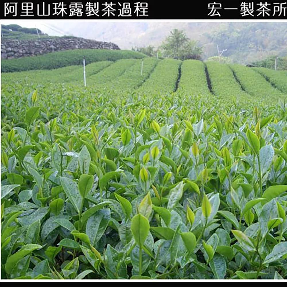 Taiwan unique tea,Chin-Shin-Oolong,阿里山珠露茶 Alishan Tea,300g*2