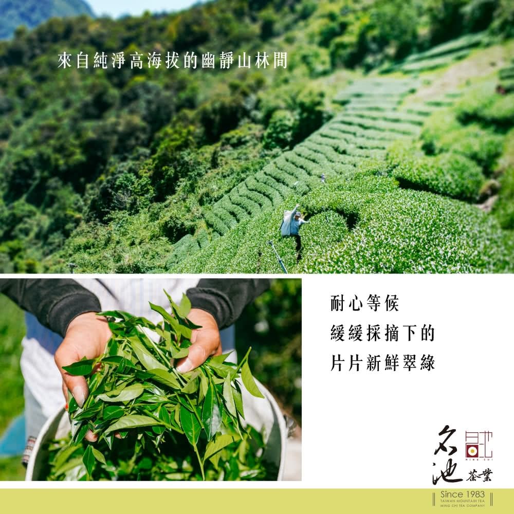 Taiwan unique tea,Chin-Shin-Oolong,杉林溪手採高冷茶葉 Shanlinxi Tea,150g*6