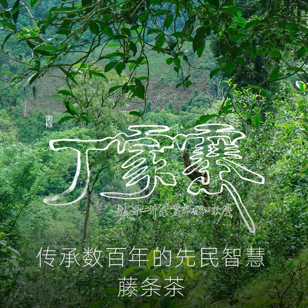 Rainforest Ancient Tree 2021 Dingjiazhai Raw Pu-Erh Tea Cake – 357g Premium Sheng Puerh