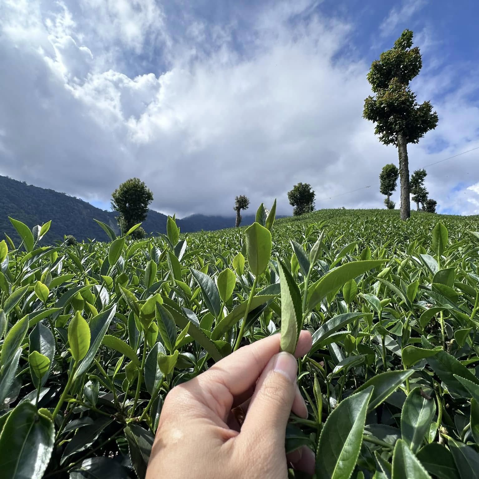 Taiwan unique tea,楓林茶葉,Chin-Shin-Oolong,Lishan,150g*4